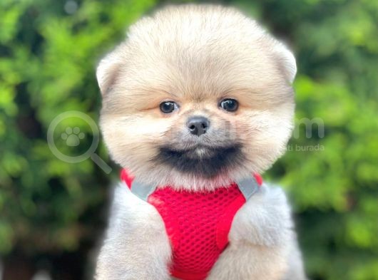 Teddy Bear Safkan Pomeranian Boo görsel