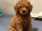 Safkan Red Toy Poodle Erkek Yavrumuz