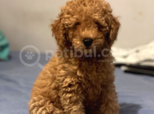 Safkan Red Toy Poodle Erkek Yavrumuz