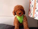 Safkan Toy Poodle Yavrularımız