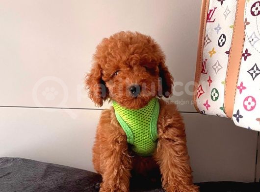 Safkan Toy Poodle Yavrularımız görsel