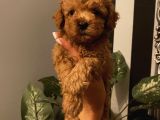 Karamelll.toypoodle ‘In Bebekleriii