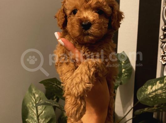 Karamelll.toypoodle ‘In Bebekleriii görsel