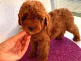 Sağlık Ve Ömür Boyu Irk Garantili ToyPoodle Yavrular