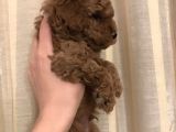 Safkan Red Toy Poodle Bebekleri̇mi̇z