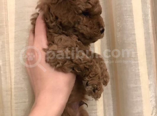 Safkan Red Toy Poodle Bebekleri̇mi̇z görsel