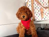 Safkan Toy Poodle Yavrularımız