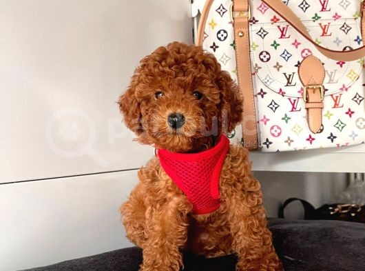 Safkan Toy Poodle Yavrularımız görsel