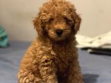 Safkan Red Toy Poodle Erkek Yavrumuz