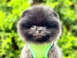 Teddy Bear Safkan Sevimli Pofuduk Tüylü Pomeranian Boo