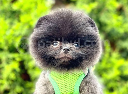 Teddy Bear Safkan Sevimli Pofuduk Tüylü Pomeranian Boo görsel