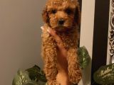 Karamelll.toypoodle ‘In Bebekleriii