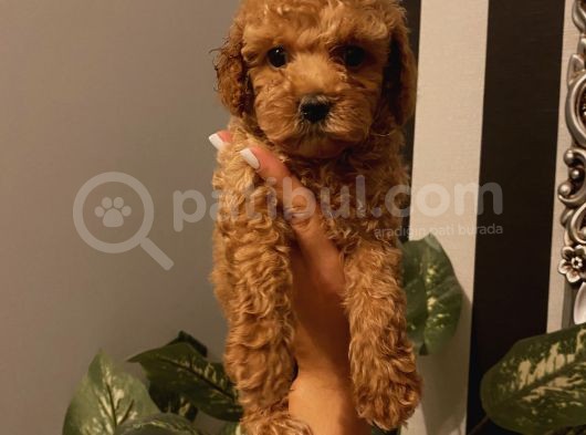 Karamelll.toypoodle ‘In Bebekleriii görsel