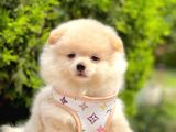 Safkan Pofuduk Tüylü Sevimli Pomeranian Boo