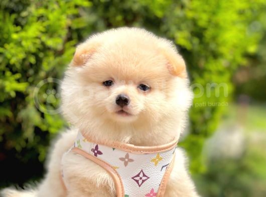 Safkan Pofuduk Tüylü Sevimli Pomeranian Boo görsel