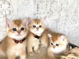 A Kalite Welcome My Swet Babies