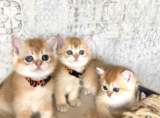 A Kalite Welcome My Swet Babies görsel