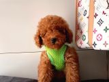 Safkan Toy Poodle Yavrularımız