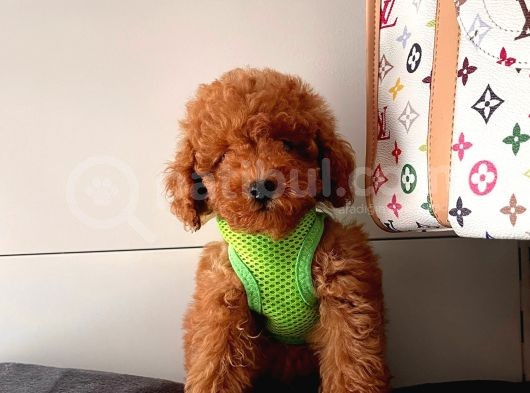 Safkan Toy Poodle Yavrularımız görsel