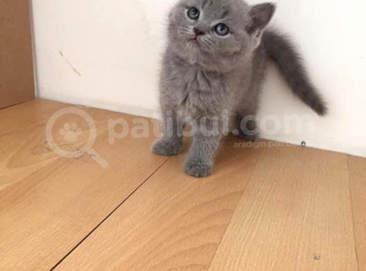 Tamamen Orjinal Sağlıklı Yavrular