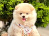 Safkan Pofuduk Tüylü Sevimli Pomeranian Boo
