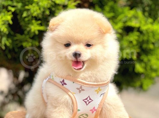 Safkan Pofuduk Tüylü Sevimli Pomeranian Boo görsel
