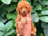 Muhteşem Red Toy Poodle Erkek Yavrularımız