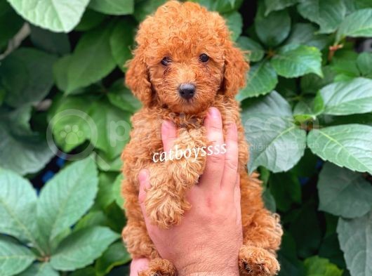 Muhteşem Red Toy Poodle Erkek Yavrularımız görsel