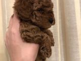 Safkan Red Toy Poodle Bebekleri̇mi̇z