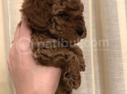 Safkan Red Toy Poodle Bebekleri̇mi̇z görsel