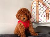 Safkan Toy Poodle Yavrularımız