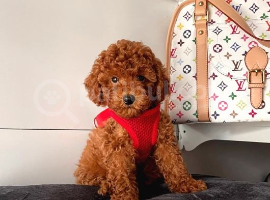 Safkan Toy Poodle Yavrularımız