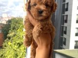 Sağlık Ve Ömür Boyu Irk Garantili Toypoodle Yavrular