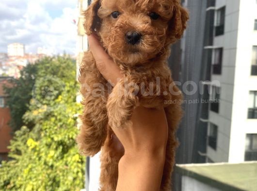 Sağlık Ve Ömür Boyu Irk Garantili Toypoodle Yavrular görsel