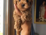 Sağlık Ve Ömür Boyu Irk Garantili Toypoodle Yavrular