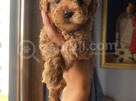 Sağlık Ve Ömür Boyu Irk Garantili Toypoodle Yavrular görsel