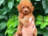 Muhteşem Red Toy Poodle Erkek Yavrularımız