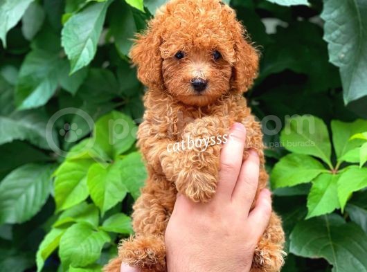 Muhteşem Red Toy Poodle Erkek Yavrularımız görsel
