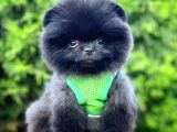 Teddy Bear Safkan Sevimli Pofuduk Tüylü Pomeranian Boo