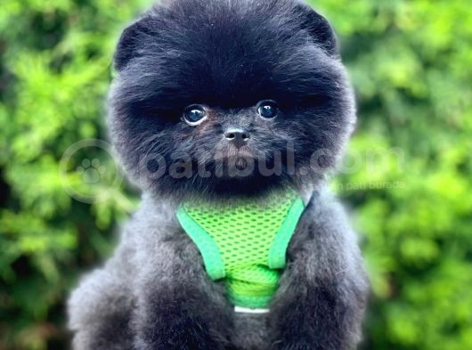 Teddy Bear Safkan Sevimli Pofuduk Tüylü Pomeranian Boo