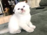 Safkan Show Kalite Şeker Bebekler