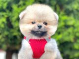 Teddy Bear Safkan Pomeranian Boo