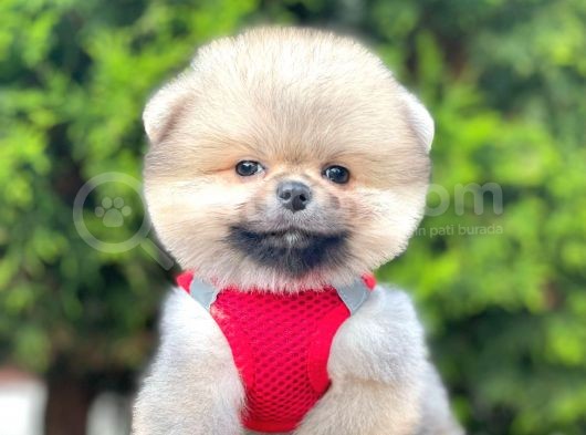 Teddy Bear Safkan Pomeranian Boo görsel