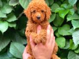 Muhteşem Red Toy Poodle Erkek Yavrularımız