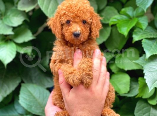 Muhteşem Red Toy Poodle Erkek Yavrularımız görsel