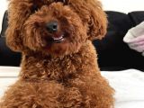 Safkan Red Toy Poodle Bebekleri̇mi̇z