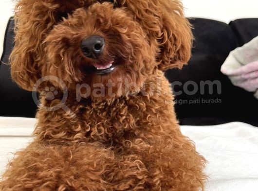 Safkan Red Toy Poodle Bebekleri̇mi̇z