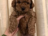 Safkan Red Toy Poodle Bebekleri̇mi̇z