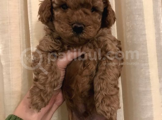 Safkan Red Toy Poodle Bebekleri̇mi̇z görsel