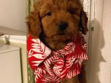 Mükemmel Toypoodle Yavrular